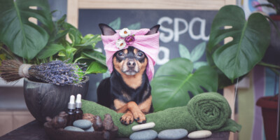  Cute pet relaxing in spa wellness . Dog in a turban of a towel among the spa care items and plants. Funny concept grooming, washing and caring for animals