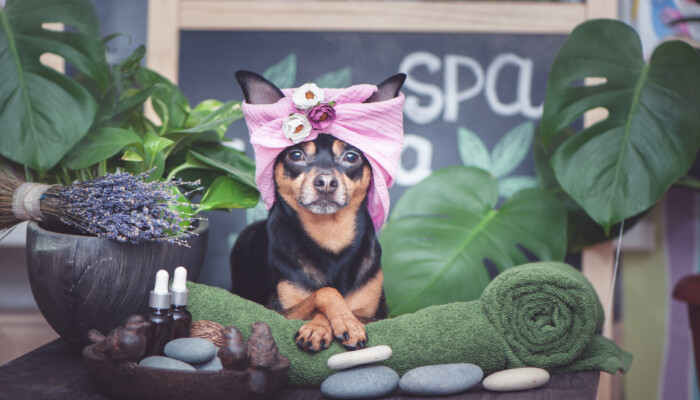  Cute pet relaxing in spa wellness . Dog in a turban of a towel among the spa care items and plants. Funny concept grooming, washing and caring for animals