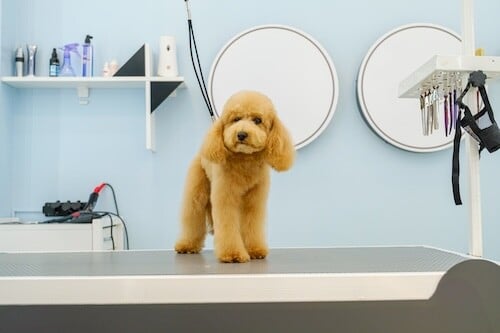 Pet Grooming listing image