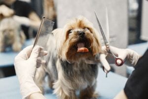 Listing Image Pet Grooming II